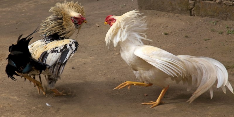 Các loại hình kèo cược đá gà 58WIN phổ biến 