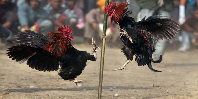 Sân chơi cung cấp các hình thức đá gà phong phú 