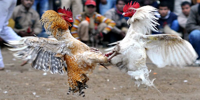 Hướng dẫn cách để tham gia cá cược đá gà WS168 