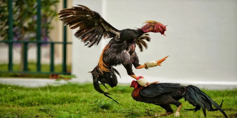 Mẹo cá cược đá gà WS168 hiệu quả cho bạn 